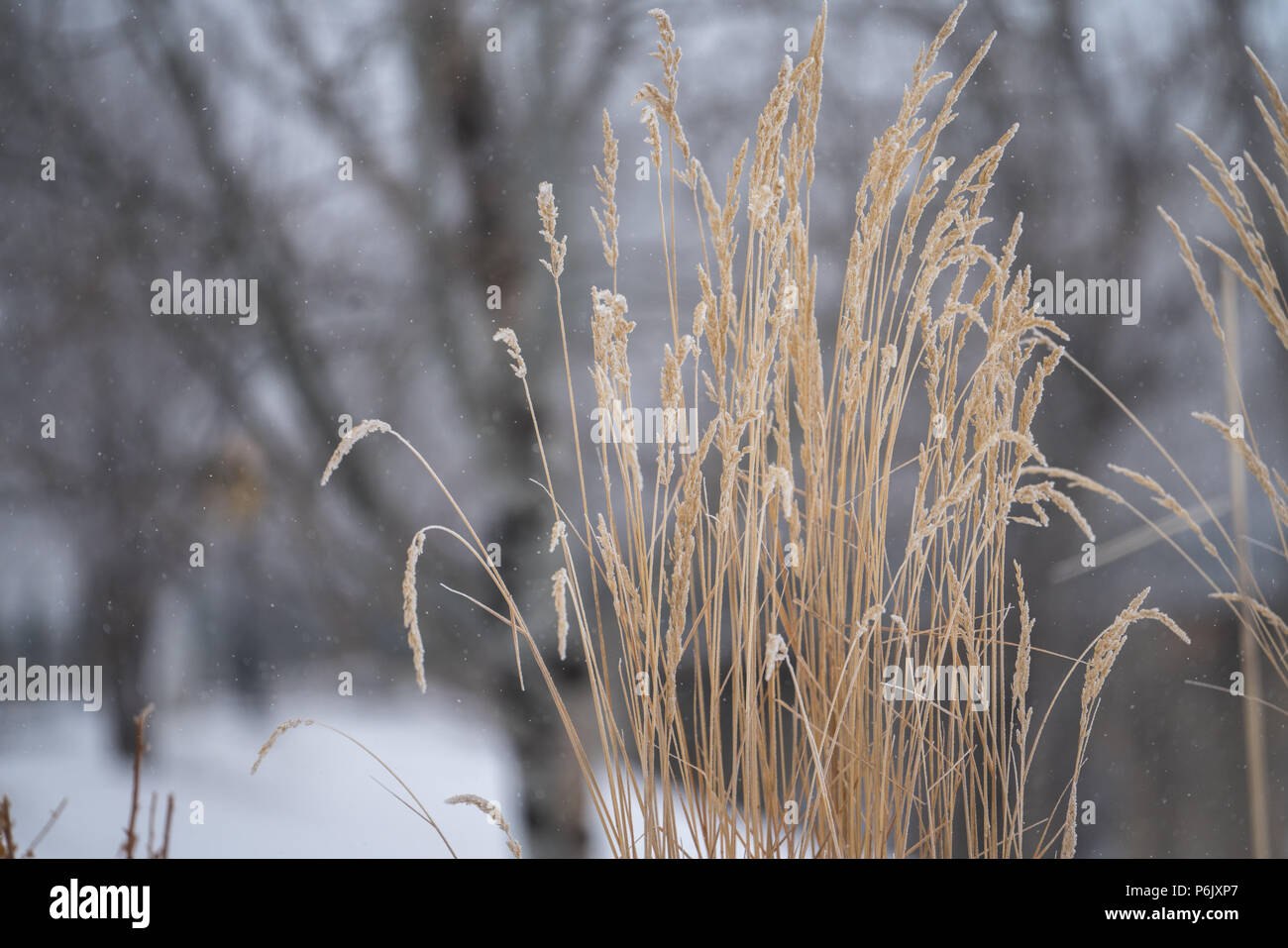 Goldene Gräser in einer kalten, grauen Winter Tag direkt rechts von der Mitte Stockfoto