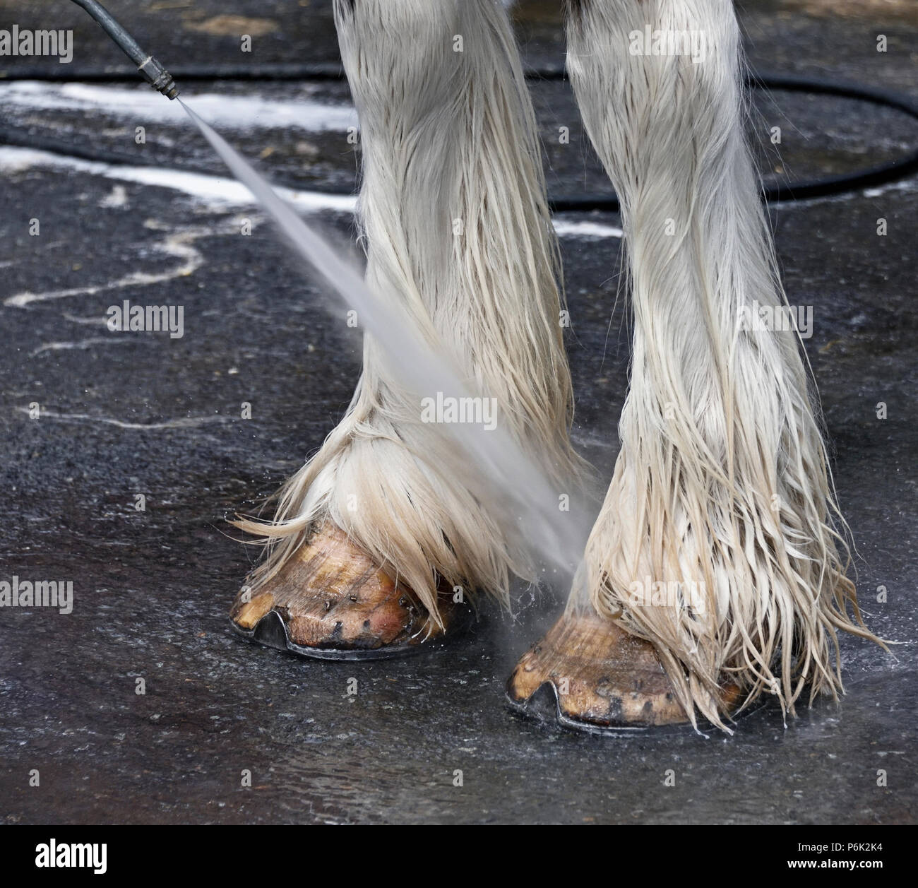 Waschen Hufe von Clydesdale Horse. Royal Highland Show 2018, Ingliston, Edinburgh, Schottland, Großbritannien, Europa. Stockfoto