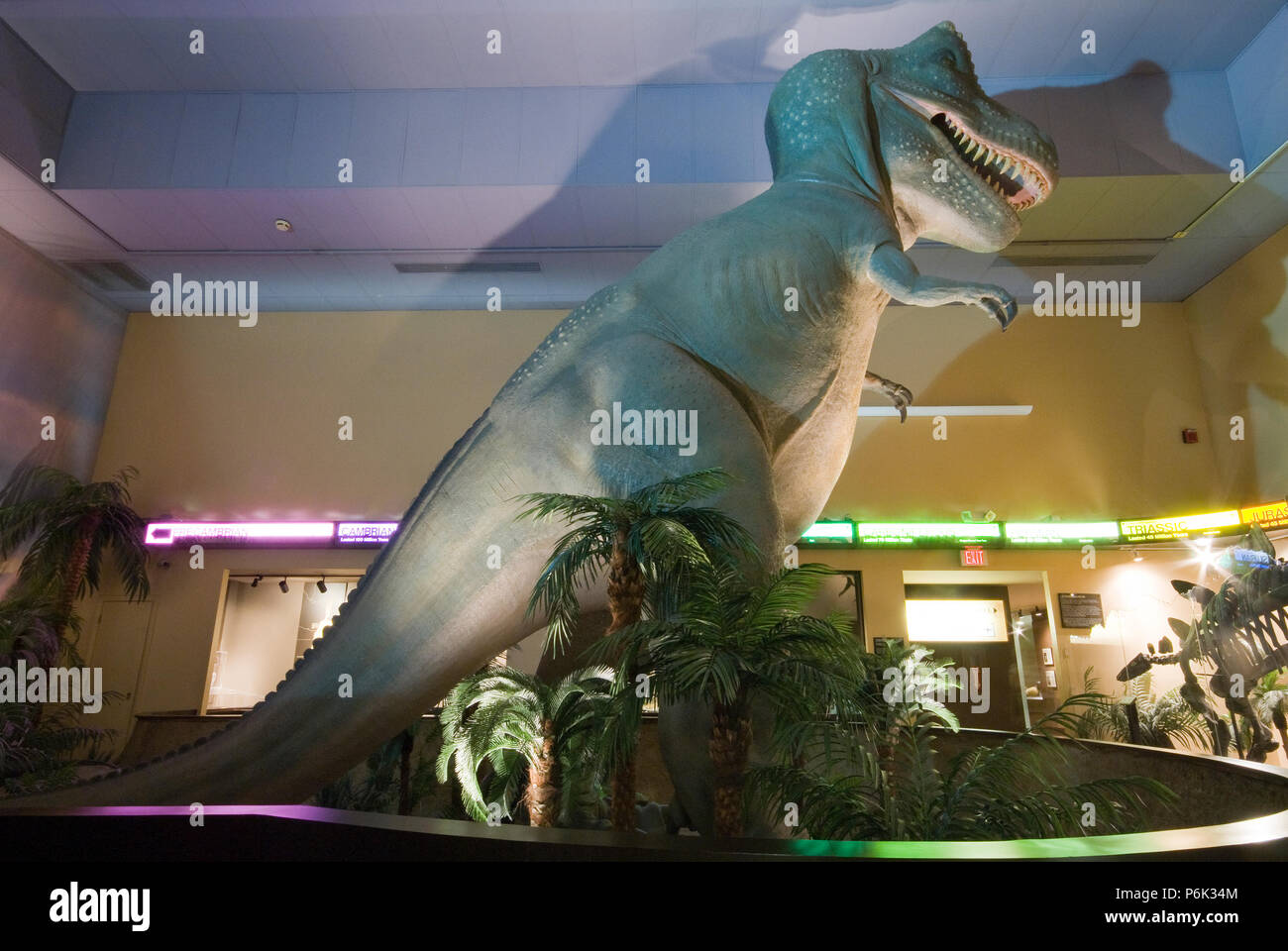 Modell der Tyrannosaurus rex im Science Museum von Springfield, Hampden County, Massachusetts, USA Stockfoto