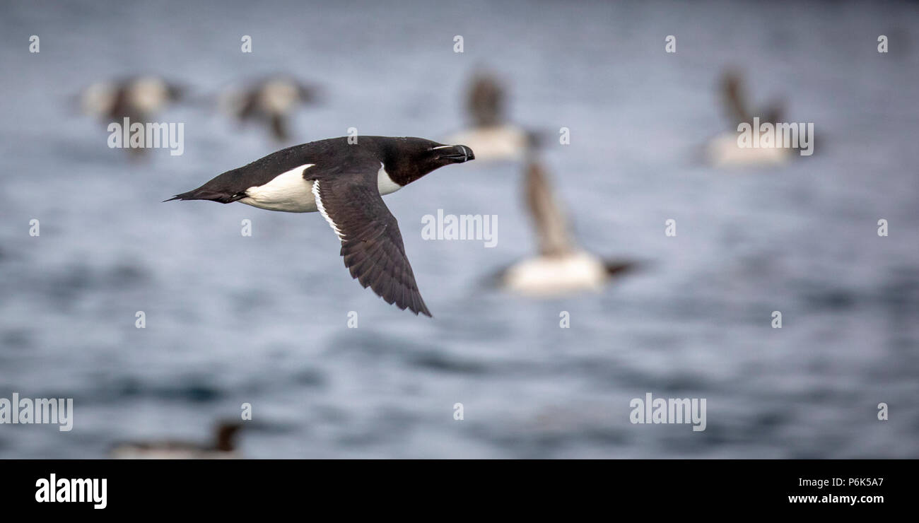 Tordalk im Flug Stockfoto