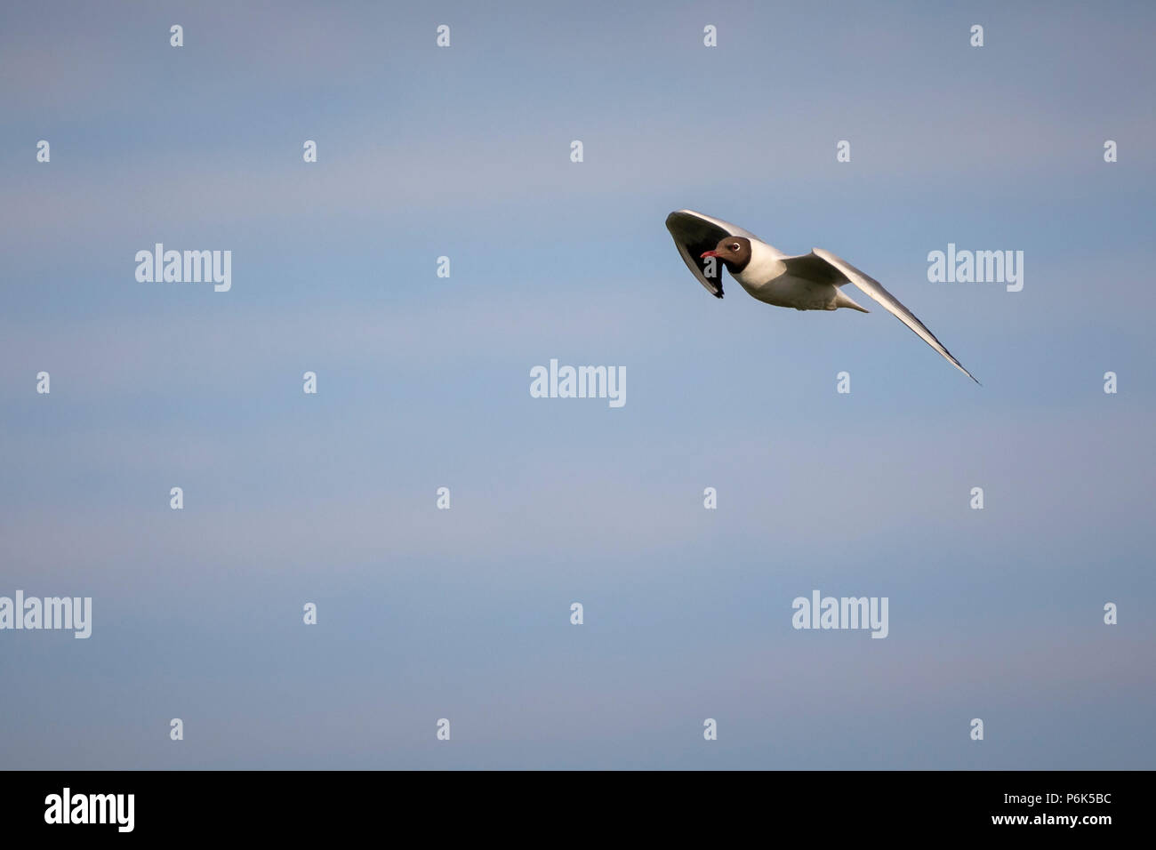 Schwarze Spitze Möwe im Flug Stockfoto