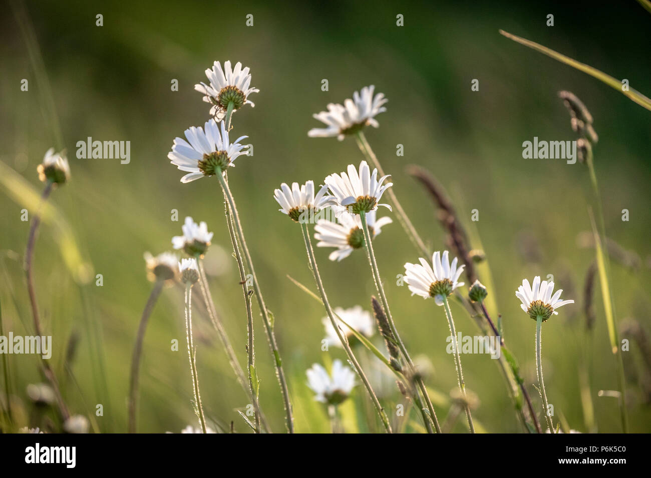 Gänseblümchen im Wind Stockfoto