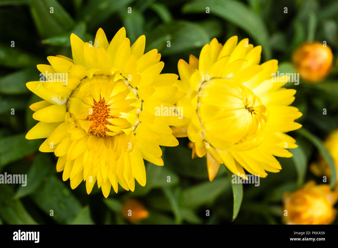 Stroh gelb blühende Blumen im Garten Stockfoto