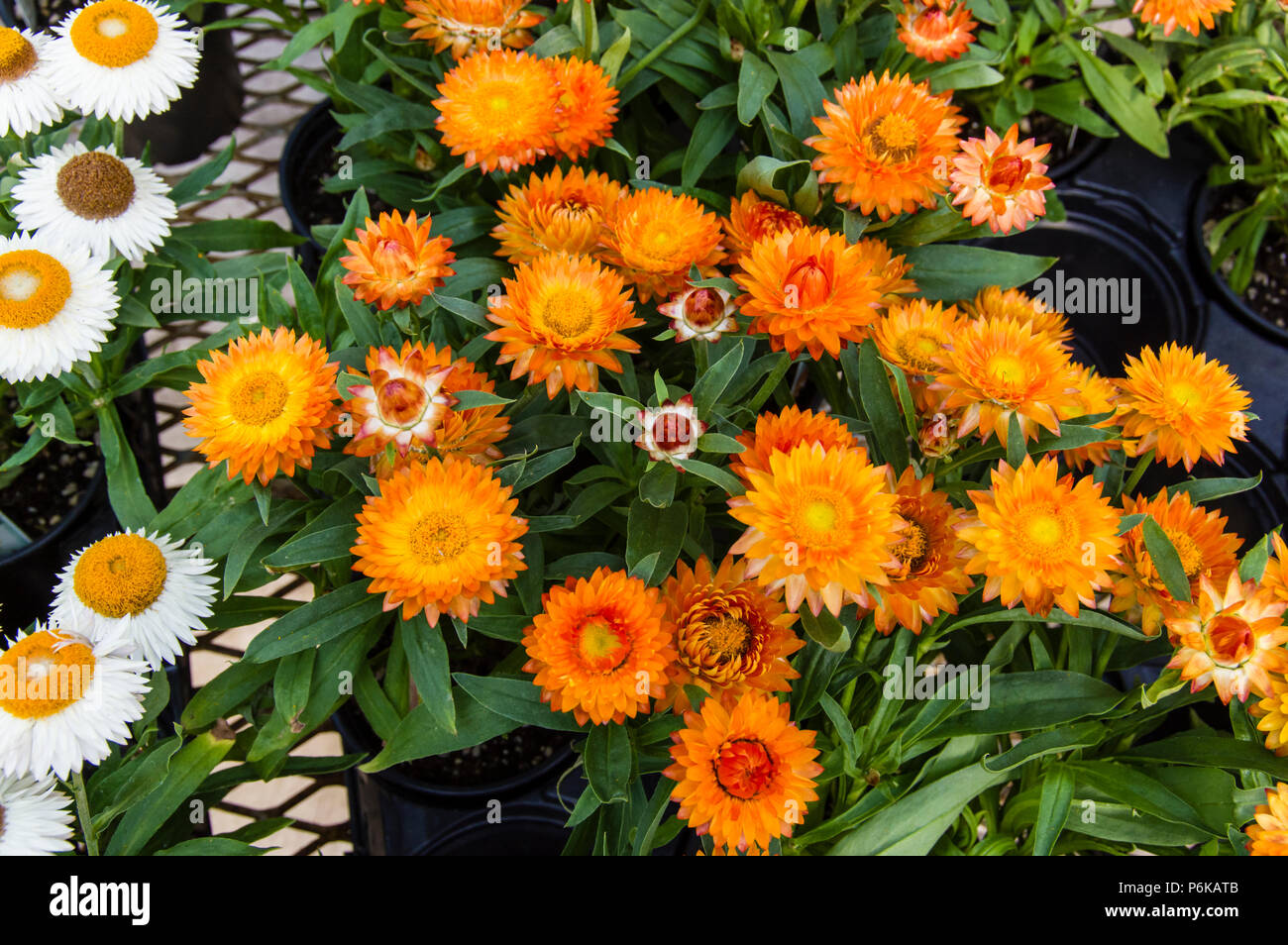 Orange Stroh Blumen blühen im Garten Stockfoto