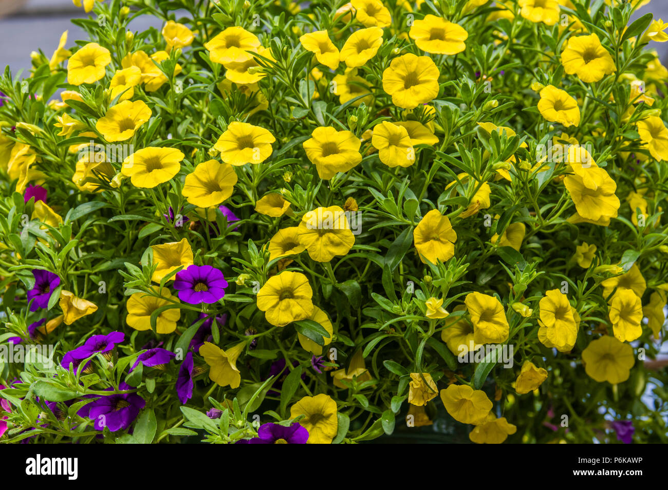 Petunien mit bunten Blumen Stockfoto