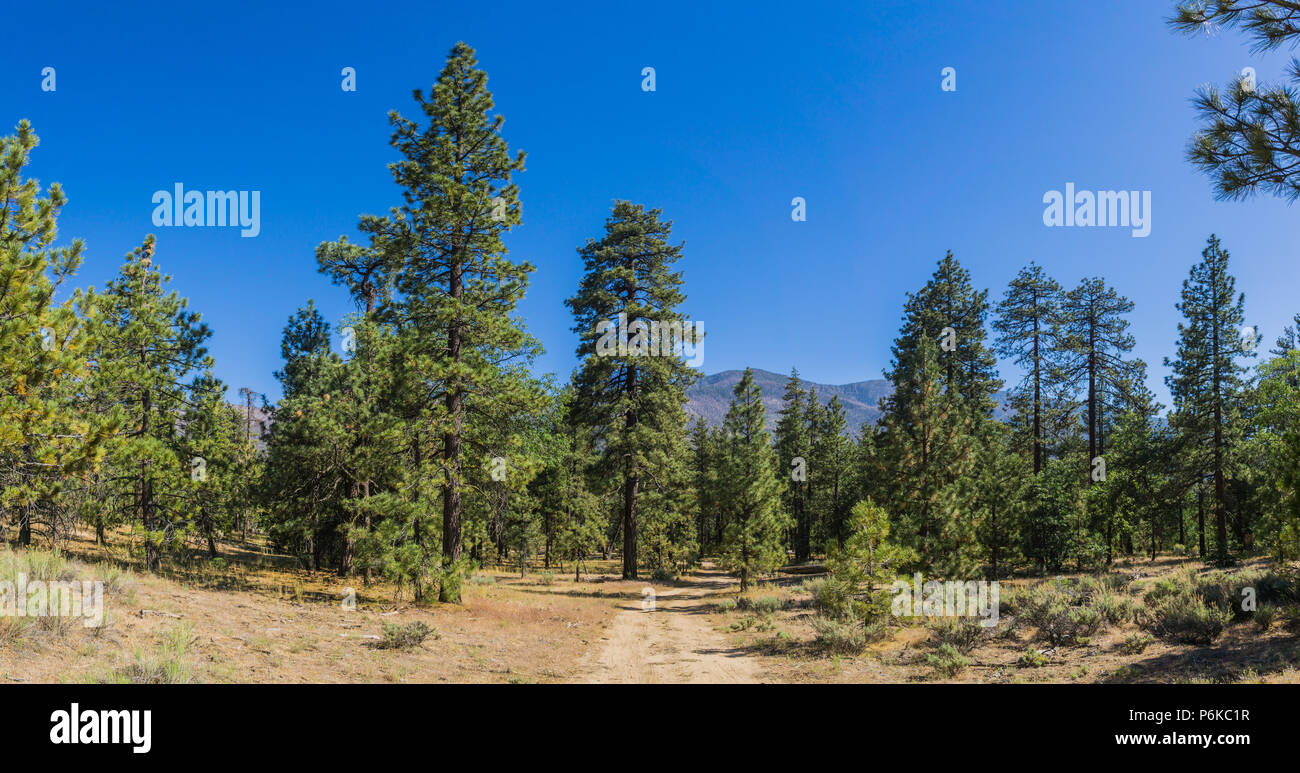 Hohe immergrüne Bäume stehen auf einer Wiese, in der Höhe in den Bergen von Südkalifornien. Stockfoto