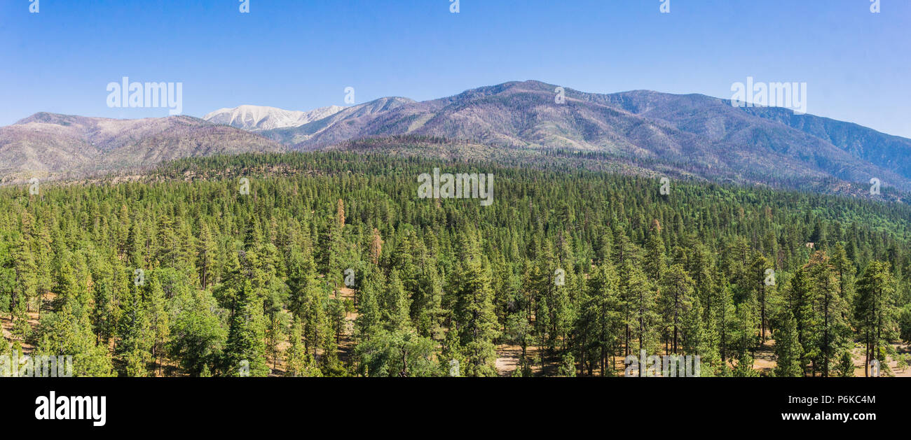 Meer von Pinien am Fuß der Berge in der San Bernardino National Forest von Kalifornien. Stockfoto