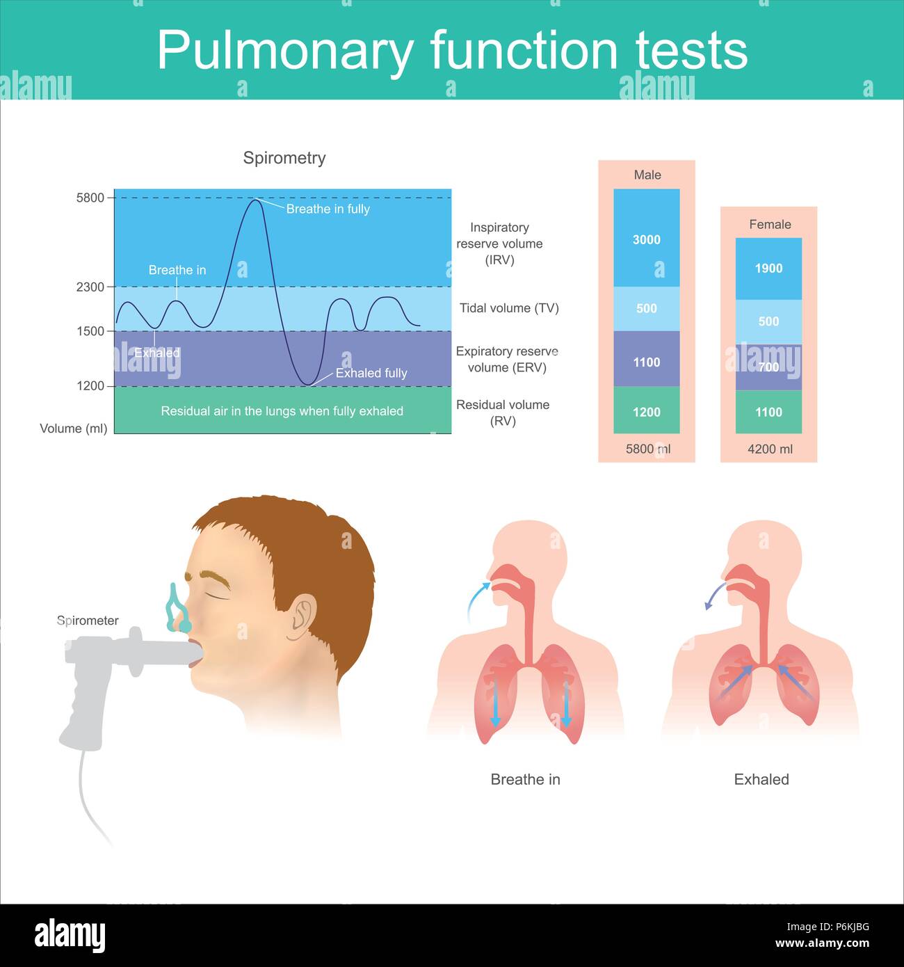 Lungenfunktionstests. Prüfung auf Luft in der Lunge beim Einatmen und ausatmen. Stock Vektor