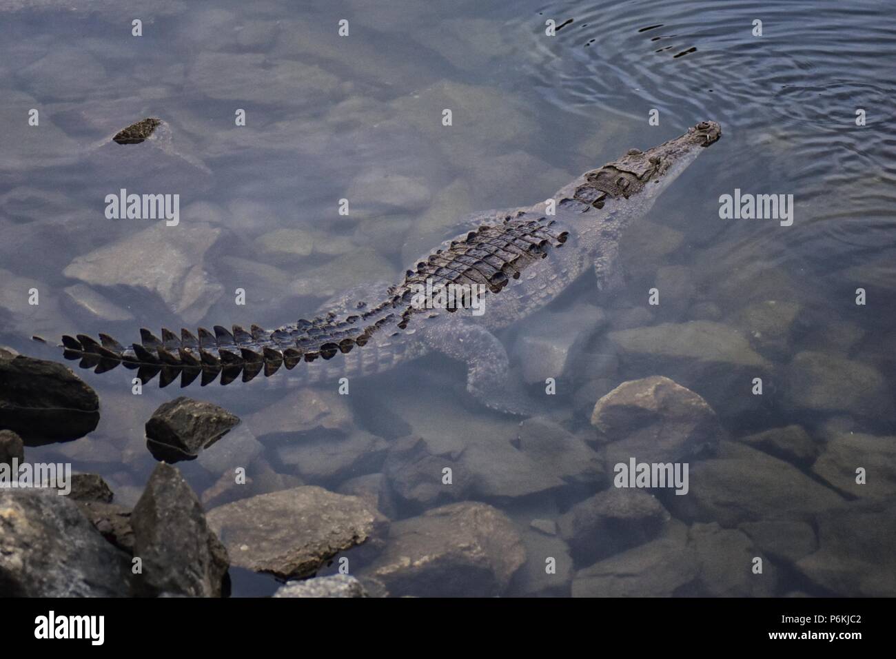 Krokodil in einem pazifischen Ocean Marina in Marina Vallarta, Puerto Vallarta, Mexiko. Stockfoto
