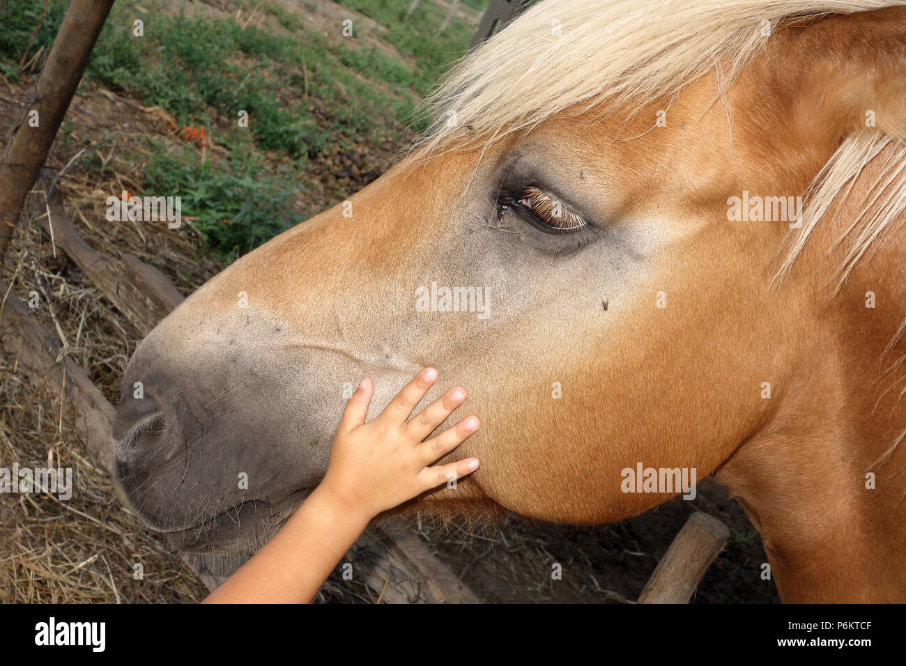 Kind oder Kind hand beruhigend oder auffälligen Pferd im Shelter Stockfoto
