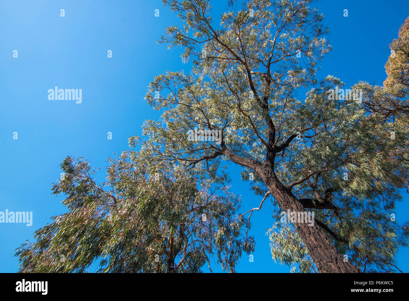 Blick auf den Baumkronen eines Mugga Ironbark- oder Red Ironbark-Baumes (Eucalyptus sideroxylon), der in Ostaustralien beheimatet ist Stockfoto