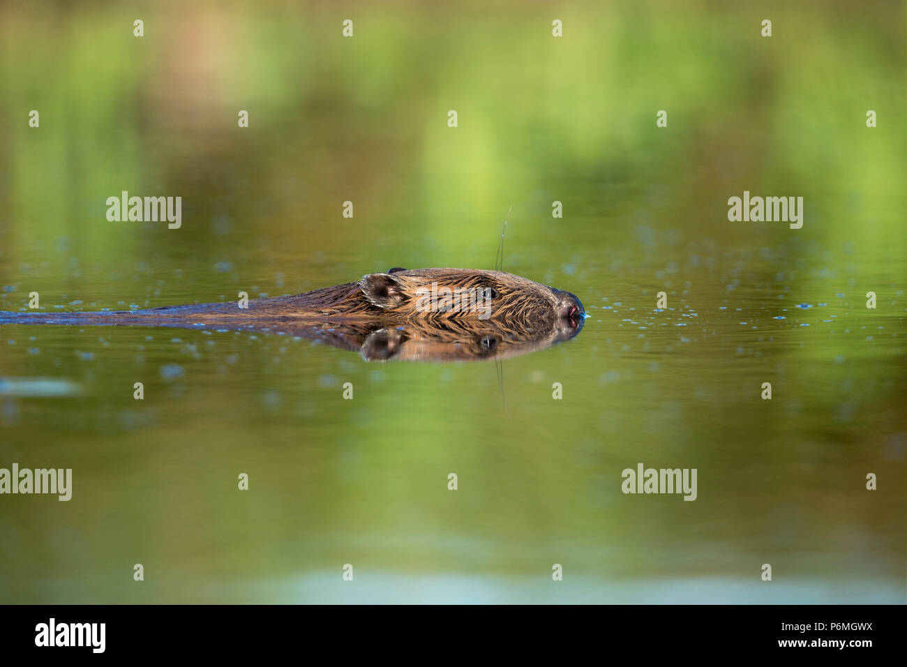 Biber; Castor Fiber; Schwimmen; in Gefangenschaft; UK Stockfoto