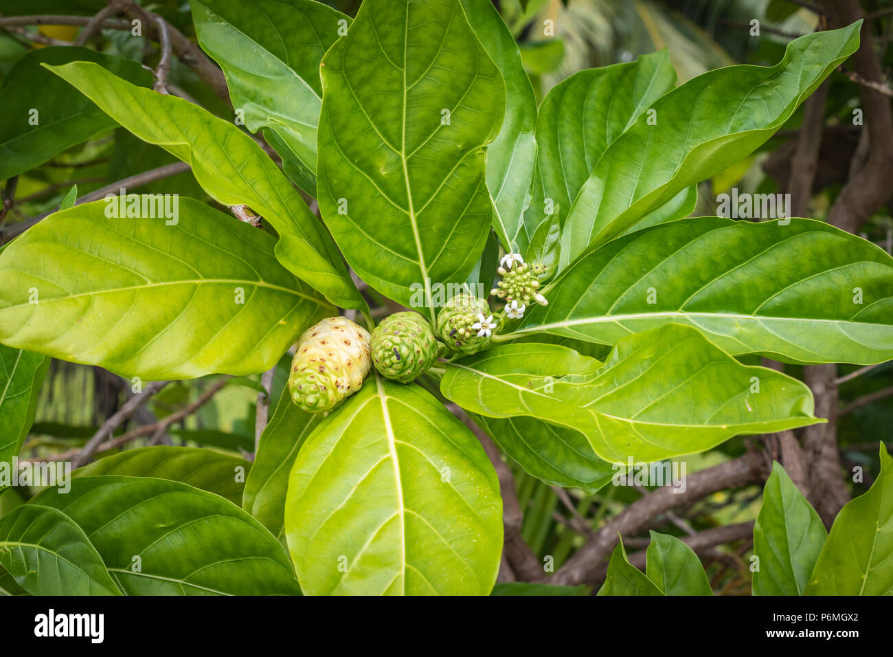 Morinda Citrifolia baum Pflanze, Noni, Obst, Käse Obst. Exotische polynesische Früchte und Blätter. Stockfoto