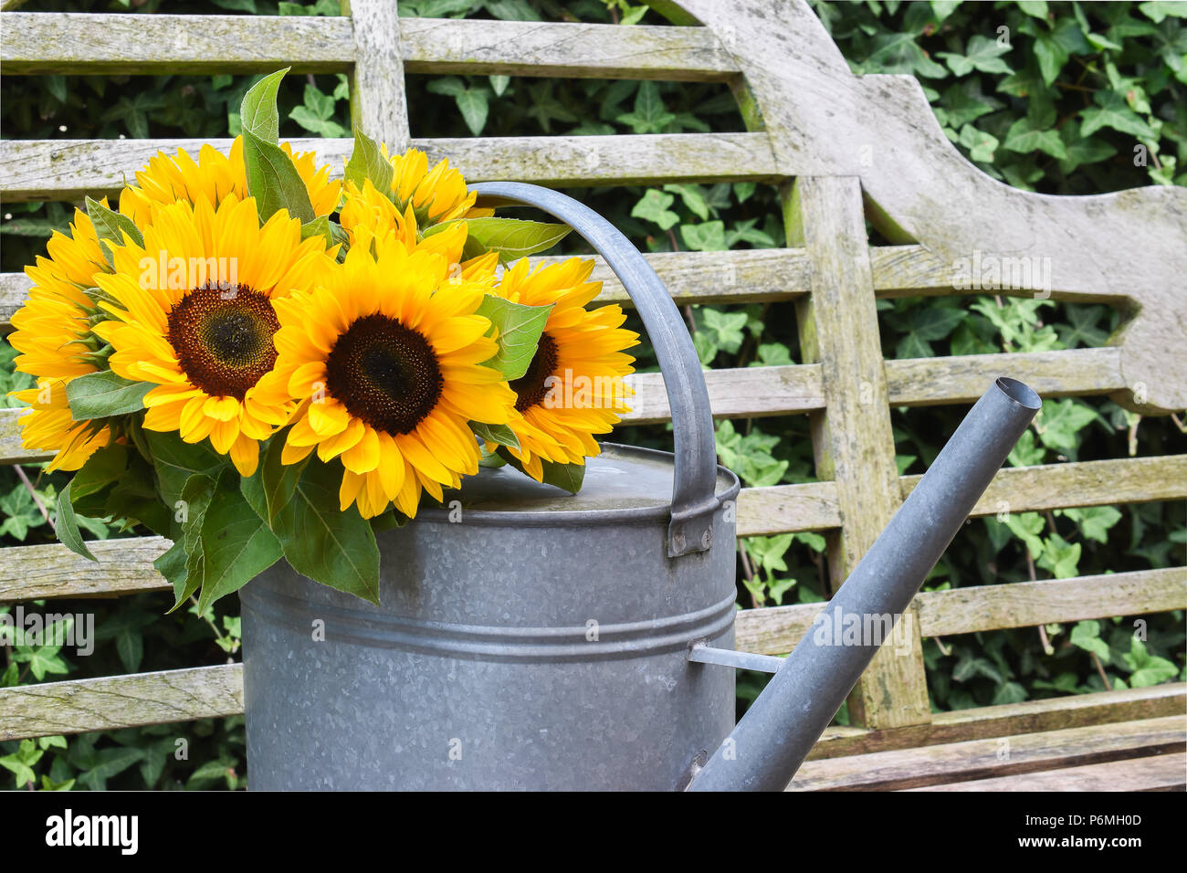 Vintage metall Gießkanne mit Blumenstrauß aus Sonnenblumen. Stockfoto