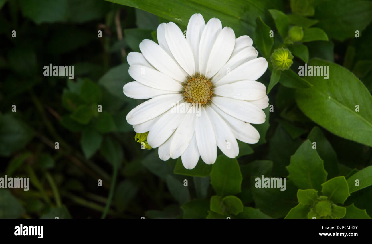 Vielen weißen Blütenblätter erstellen Symmetrie Stockfoto