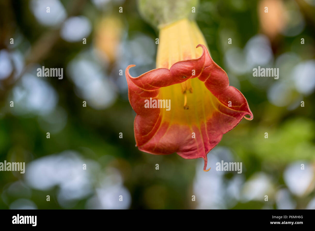 Engel mit Posaunen; Stechapfel Blut-; Blüte; Scilly-Inseln, Großbritannien Stockfoto