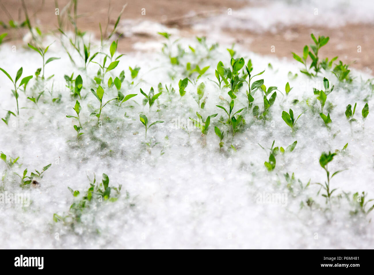 Topolinny, Samen, liegen auf dem grünen Rasen in der Stadt. Stockfoto