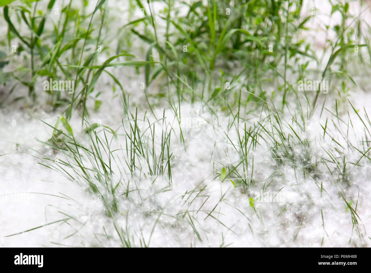 Topolinny, Samen, liegen auf dem grünen Rasen in der Stadt. Stockfoto