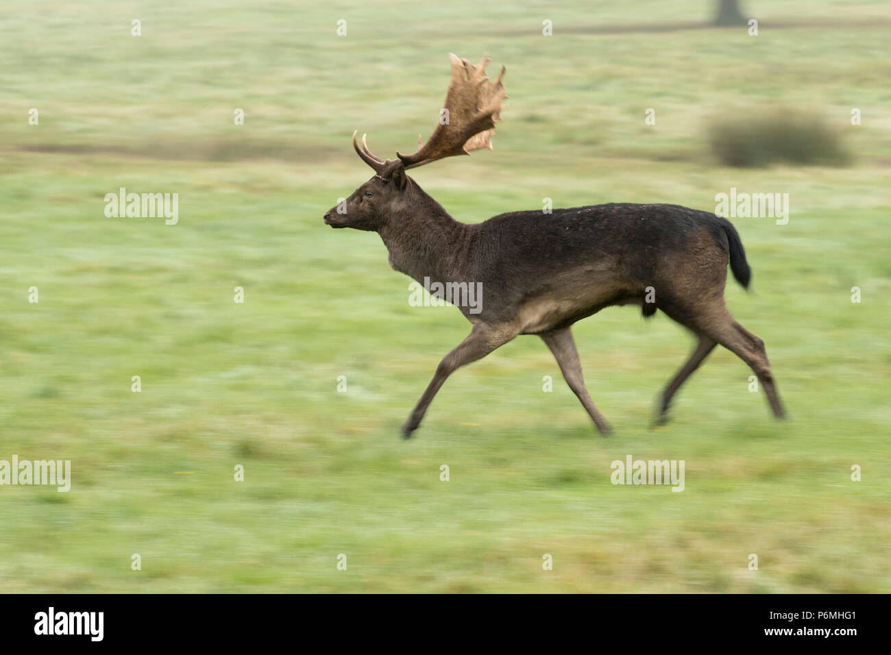 Damwild; Dama Dama Single Buck Wandern London, UK Stockfoto