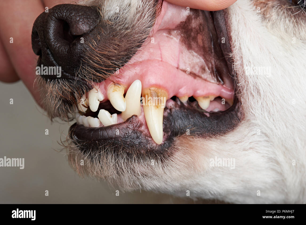 Pflege von Hund Zähne close-up. Makro von offenen Hund Mund Stockfoto