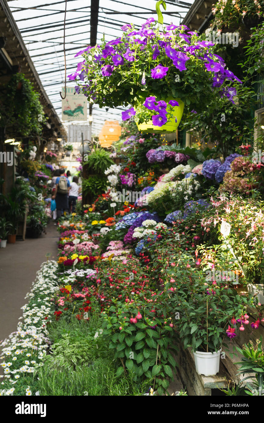 Pflanzen und Blumen an den Blumenmarkt Reine Elisabeth II verkauft auf der Ile de la Cite, Paris, Frankreich. Stockfoto