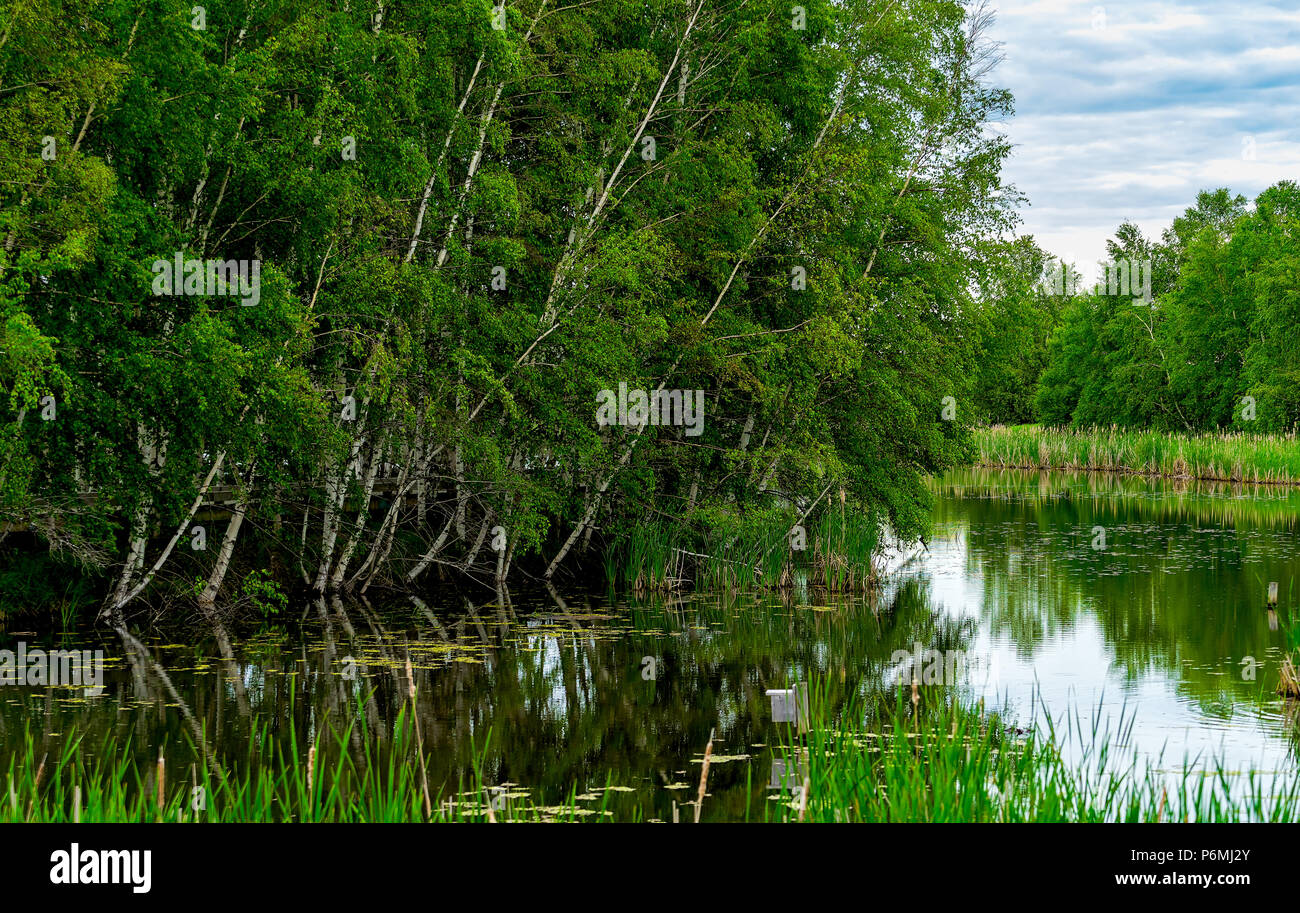 Birken entlang dem Fluss am Sackville Wasservögel Park in Sackville New Brunswick, Kanada. Stockfoto