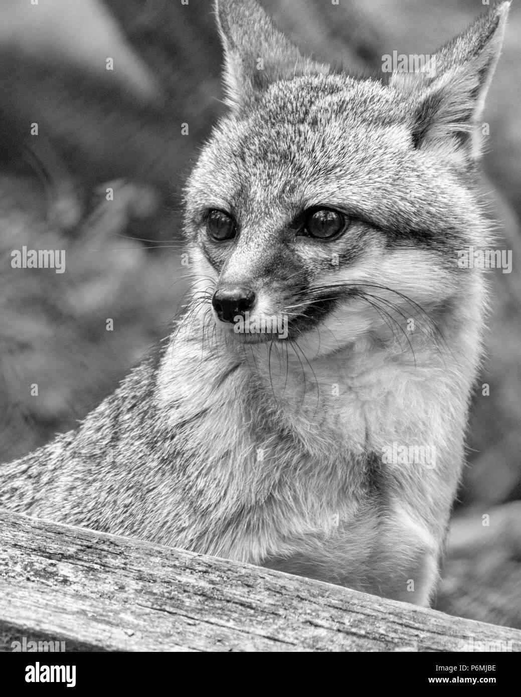 Ein grauer Fuchs (Urocyon Cinereoargenteus) schaut besorgt oder an der WNC Nature Center in Asheville, NC, USA besorgt Stockfoto