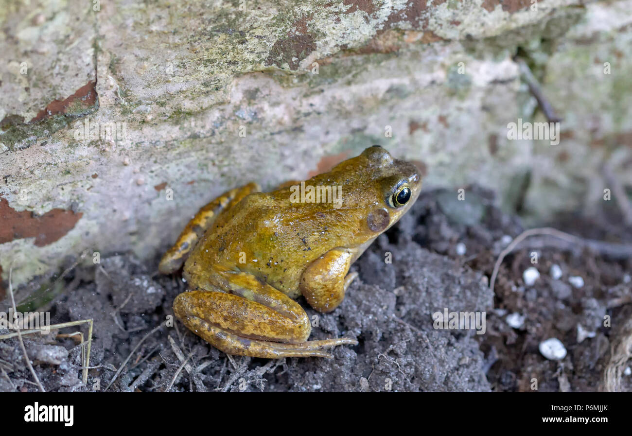 Die gemeinsame Frog, Rana temporaria, neben einem Garten Wand in Norfolk, England Stockfoto