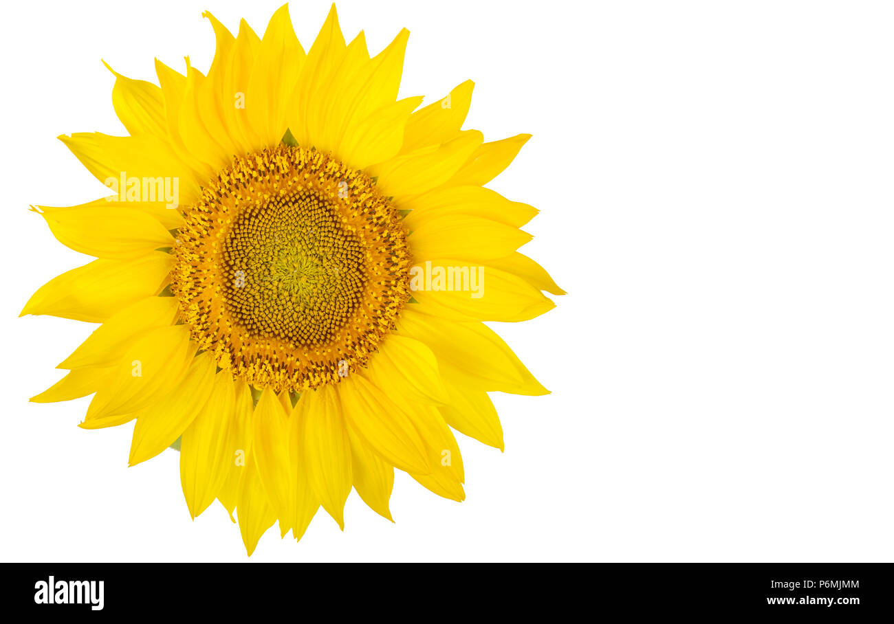Sonnenblume Blume close-up auf weißem Hintergrund. Freier Platz für Text. Stockfoto