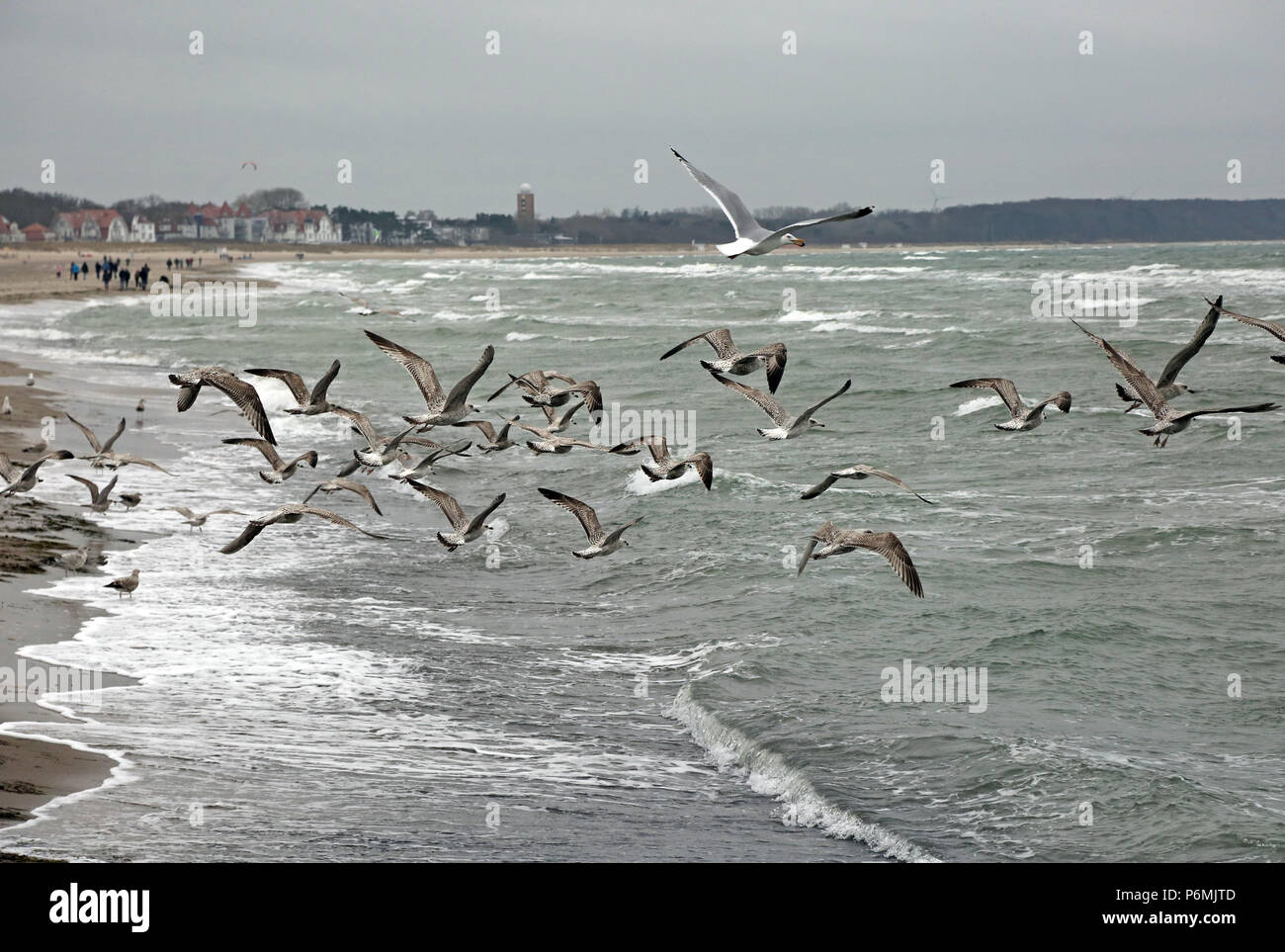 Warnemünde, Moewen im Flug über die Ostsee Stockfoto