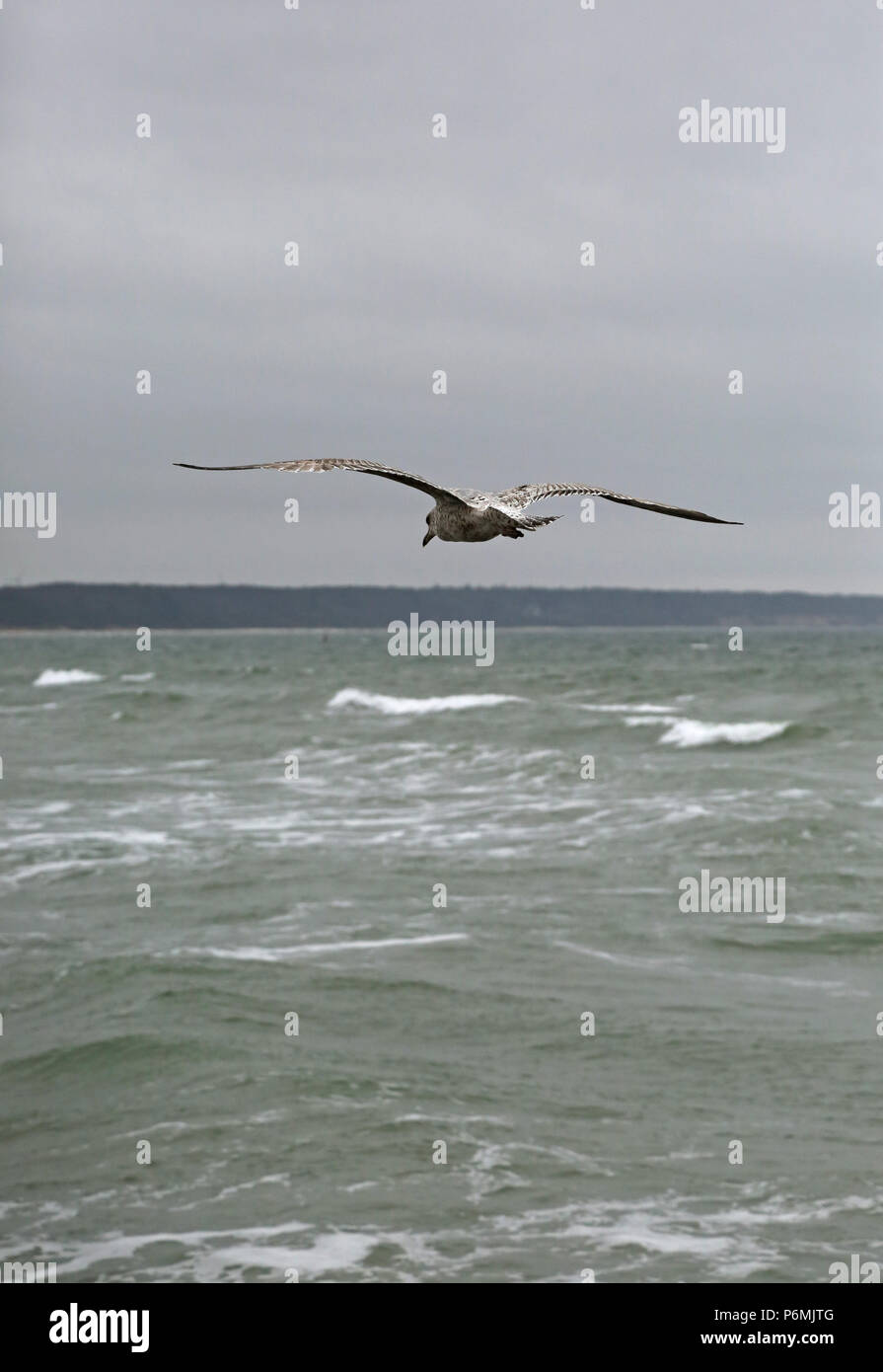 Warnemünde, Moewe im Flug über die Ostsee Stockfoto