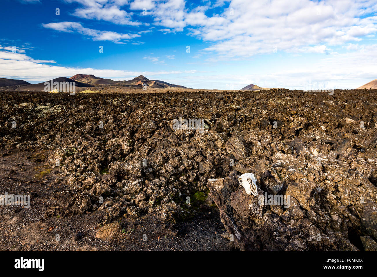 Die große Leere und Einsamkeit eines Lanzarote schwarzen vulkanischen Wüste und einen Bock Schädel in der vorderen mit ausdrucksstarken helle Frühling Himmel mit weißen Wolken. Stockfoto