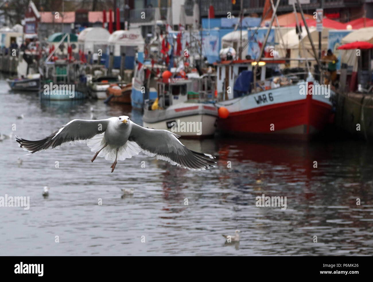 Warnemünde, Moewe im Flug am Alten Strom Stockfoto
