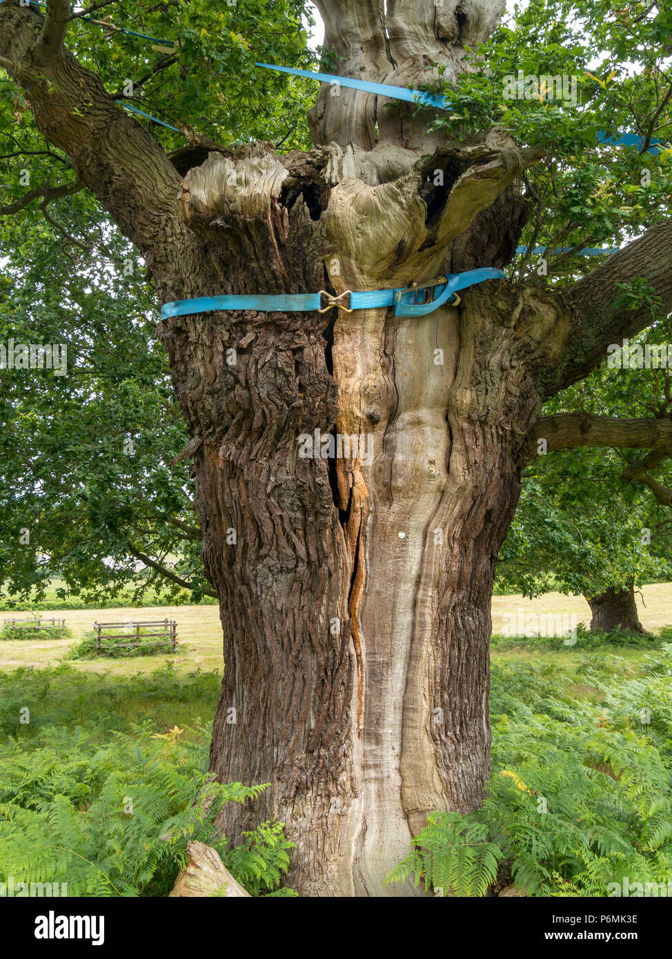 Heavy duty Nylon Gurtband verwendet werden alte Eiche vom Aufspalten in Bradgate Park, Leicestershire, England, UK zu schützen. Stockfoto