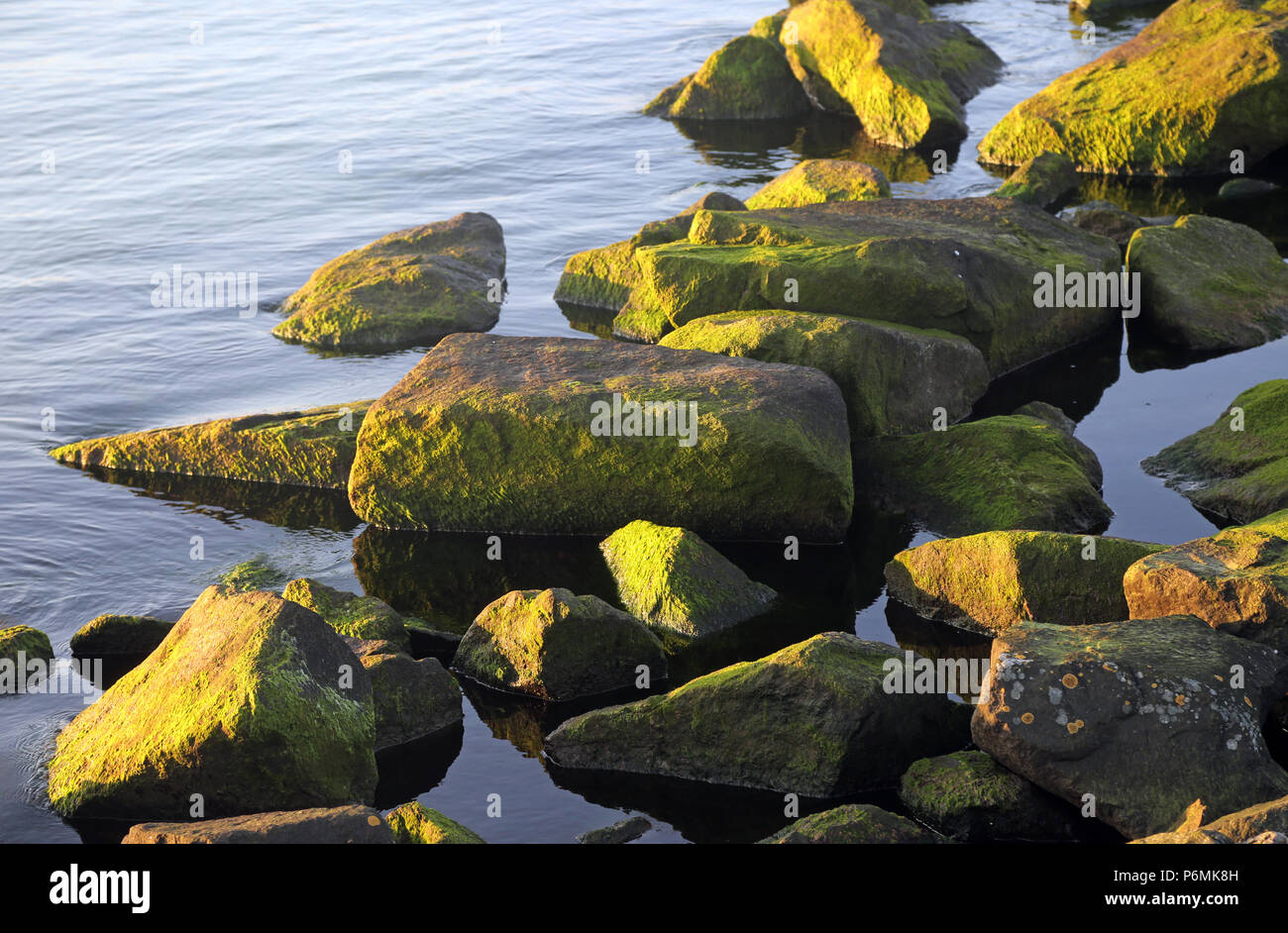 Warnemünde, Felsen mit grünen Algen im Wasser Stockfoto