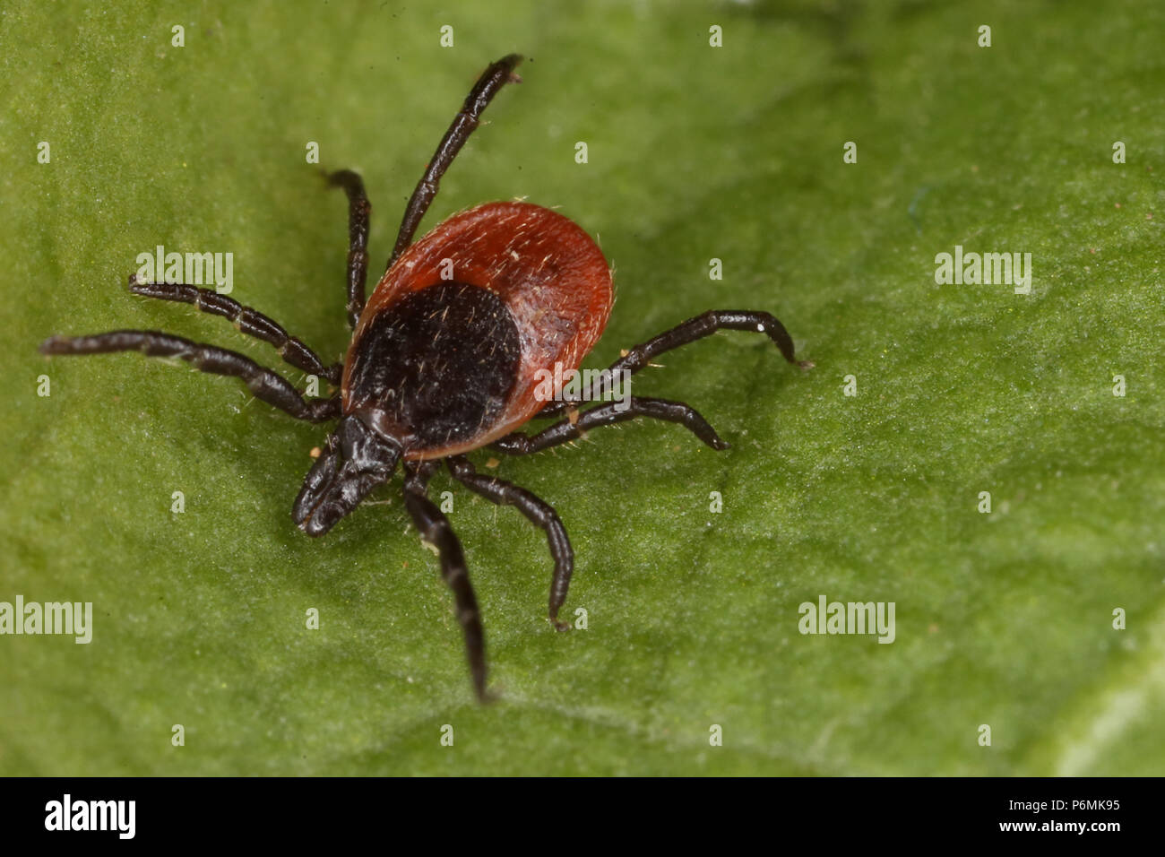 Berlin, Deutschland - Haken sitzt auf einem Blatt Stockfoto