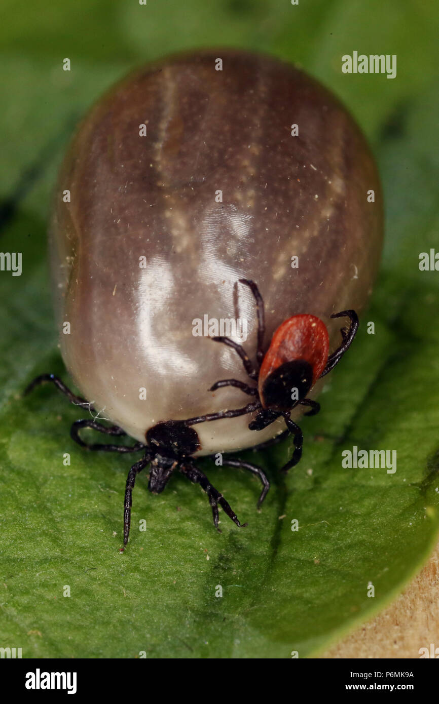 Berlin, Deutschland - Haken sitzt auf einem gesäuerten tick Stockfoto