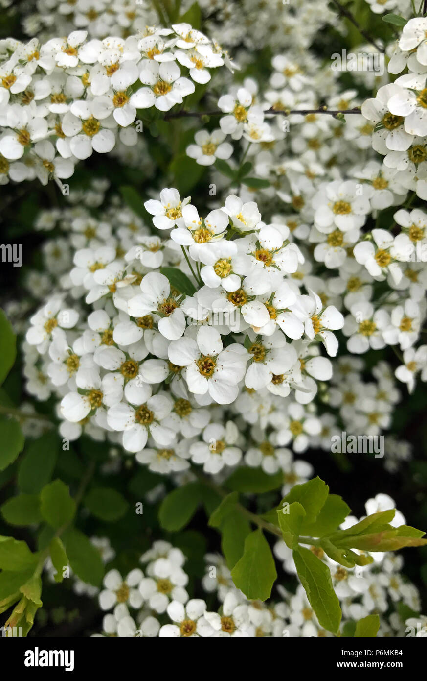 Berlin, Blumen der Weiße Rispenspiere Stockfoto