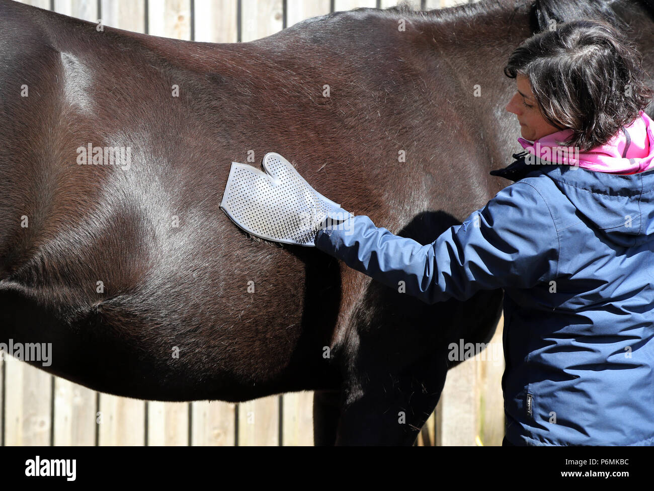 Melbeck, Frau Polieren ist Fell ihres Pferdes mit einem Gummi Pflegehandschuh Stockfoto