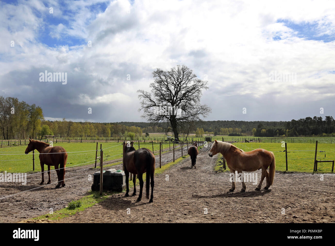 Melbeck, Pferde stehen auf einem paddock Trail Stockfoto