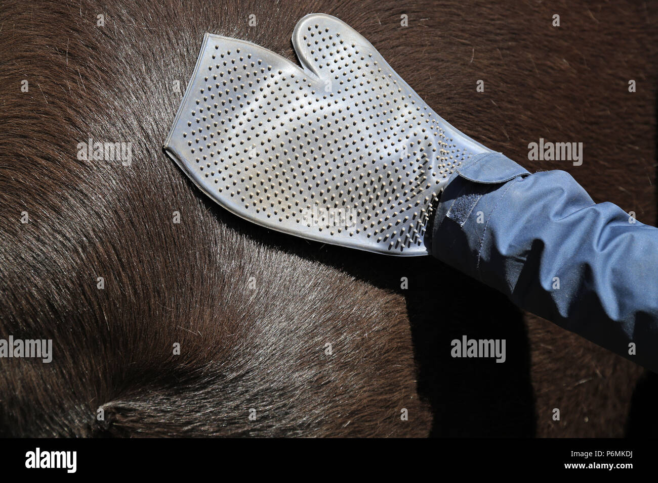 Melbeck, Detail, Fell eines Pferdes ist gepflegt mit einem pflegehandschuh aus Gummi Stockfoto