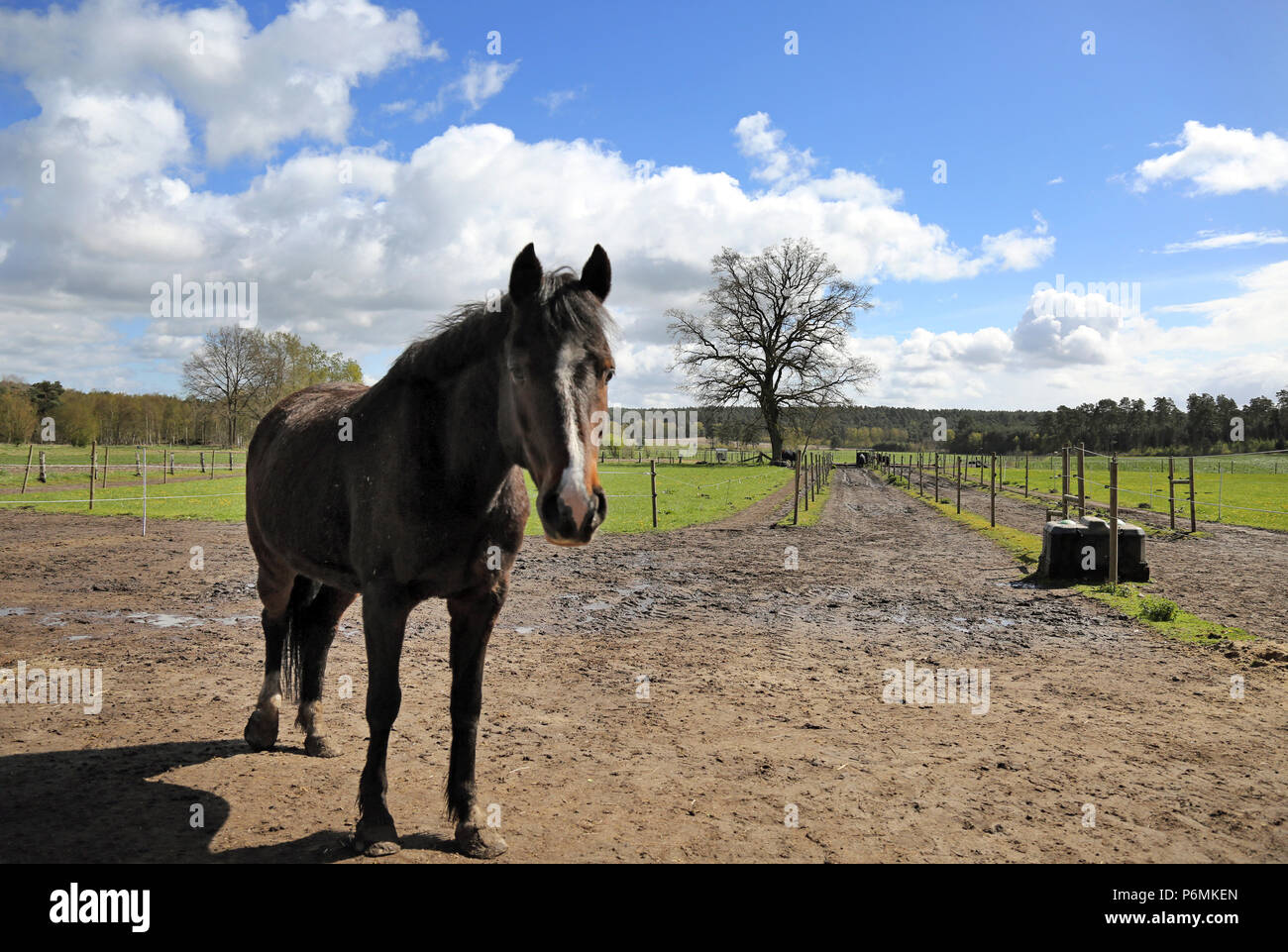 Melbeck, Pferd steht auf einem paddock Trail Stockfoto