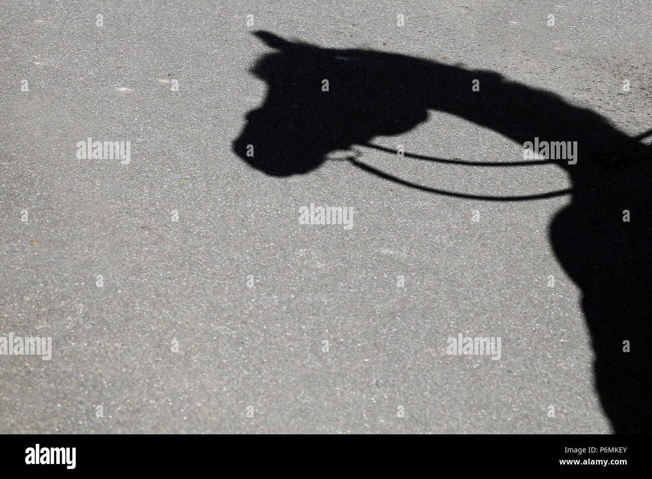 Melbeck, Pferd wirft einen Schatten auf dem Asphalt Stockfoto