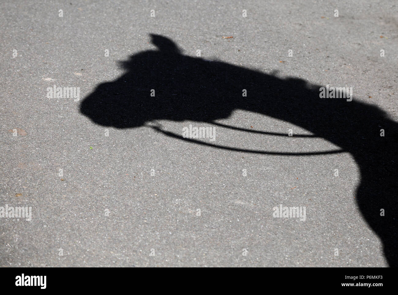 Melbeck, Pferd wirft einen Schatten auf dem Asphalt Stockfoto
