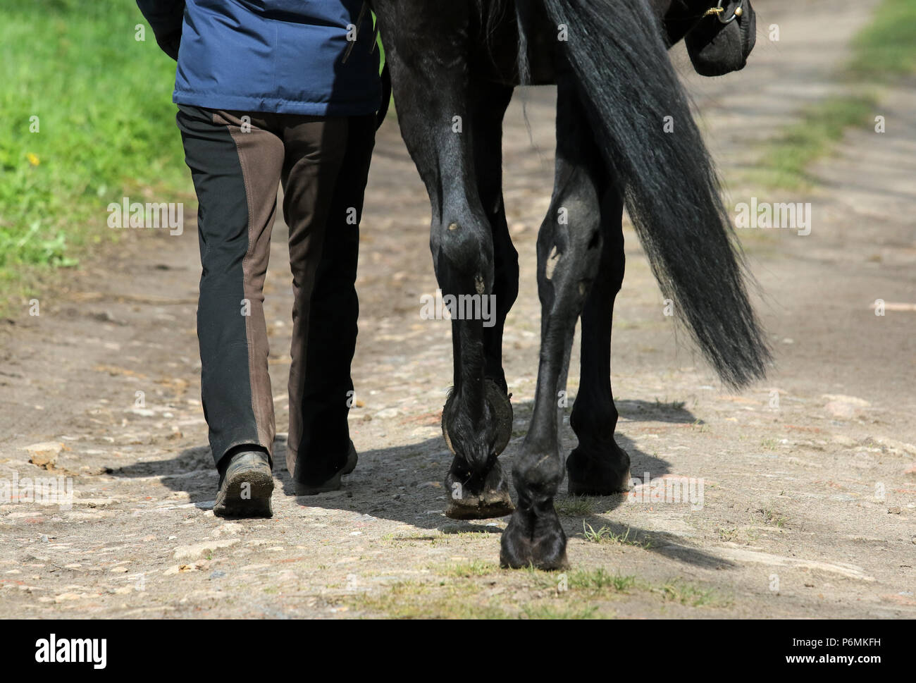 Melbeck, Detail, Pferd ist geführt Stockfoto