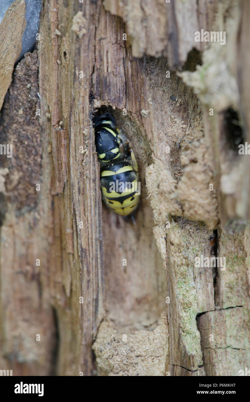 Hoppegarten, Deutschland - Wasp queen overwinters in der Rinde eines Baumes Stockfoto