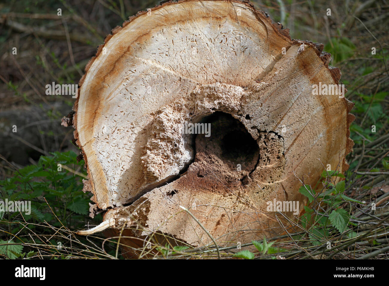 Hoppegarten, Deutschland - Baumstamm mit holzwurm Befall Stockfoto