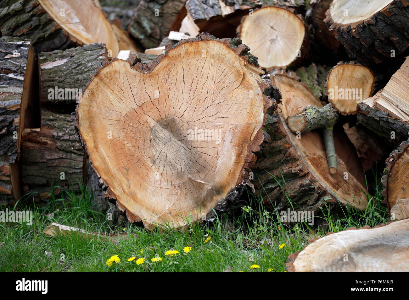 Hoppegarten, Deutschland - Teile eines gefallenen Baum Stockfoto