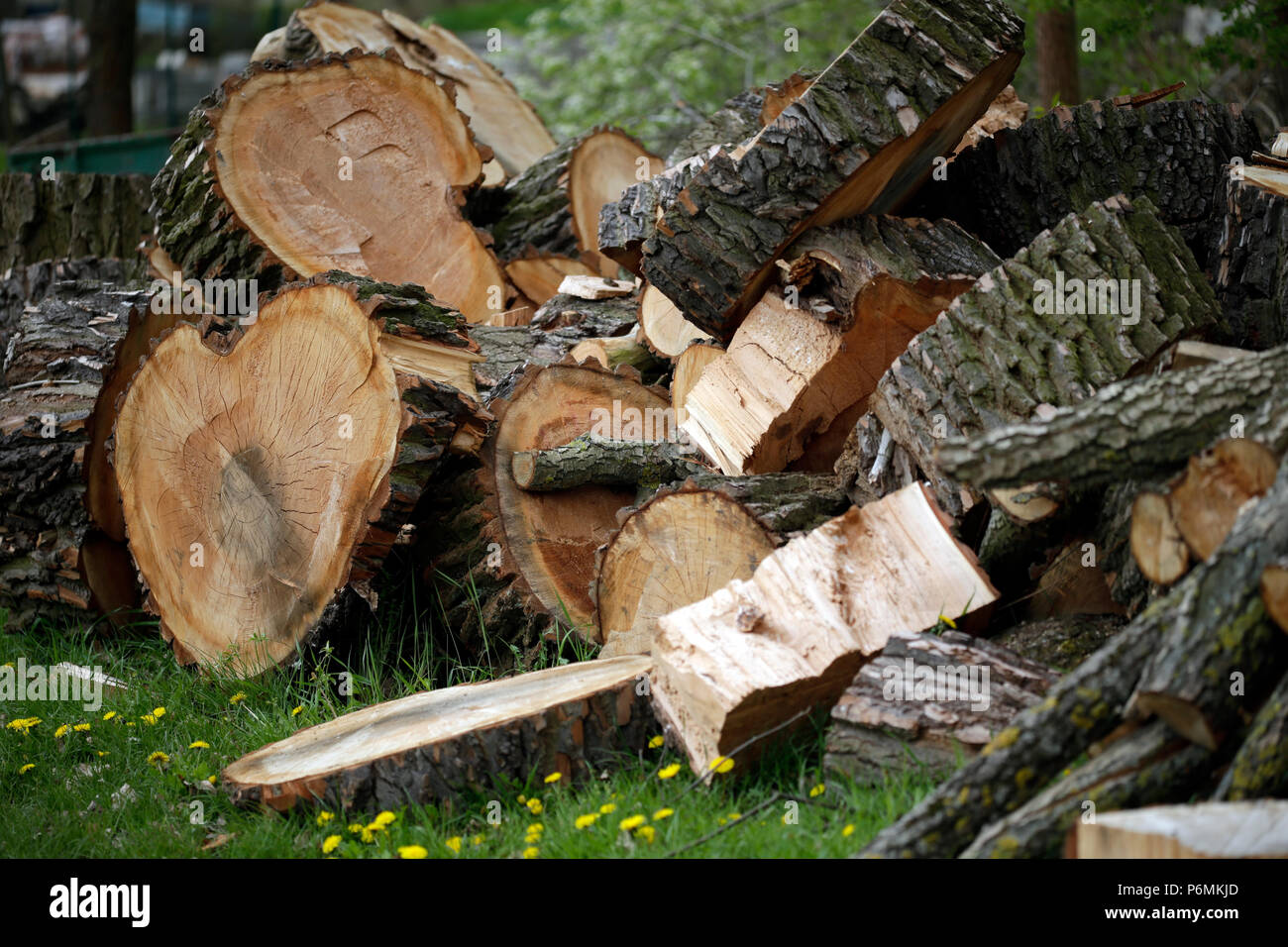 Hoppegarten, Deutschland - Teile eines gefallenen Baum Stockfoto