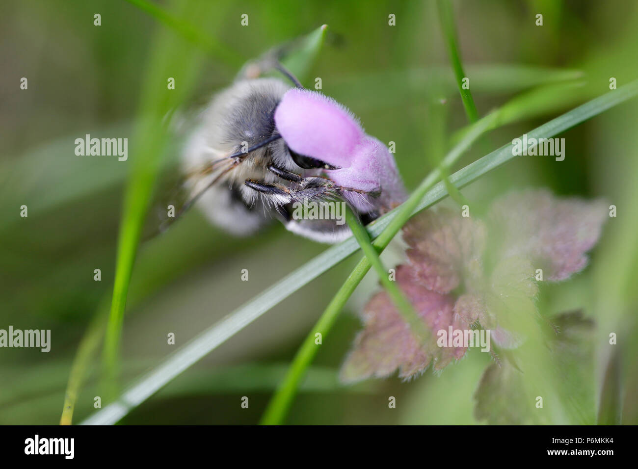 Hoppegarten, Deutschland - wilde Biene sammelt Nektar aus einer Lila Blume Stockfoto